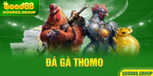 truc-tiep-da-ga-thomo-999