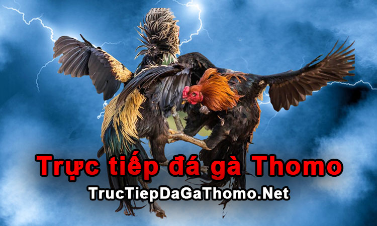 truc-tiep-da-ga-thomo-999